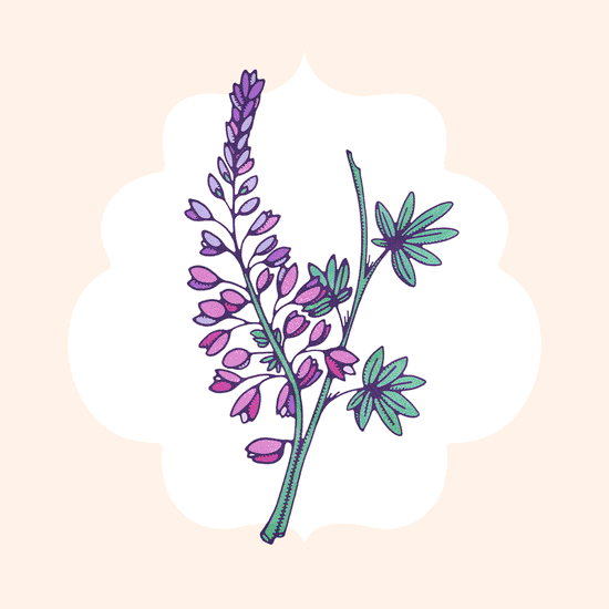 Animated series of hand drawn Californian Native flowers for the LA Times.